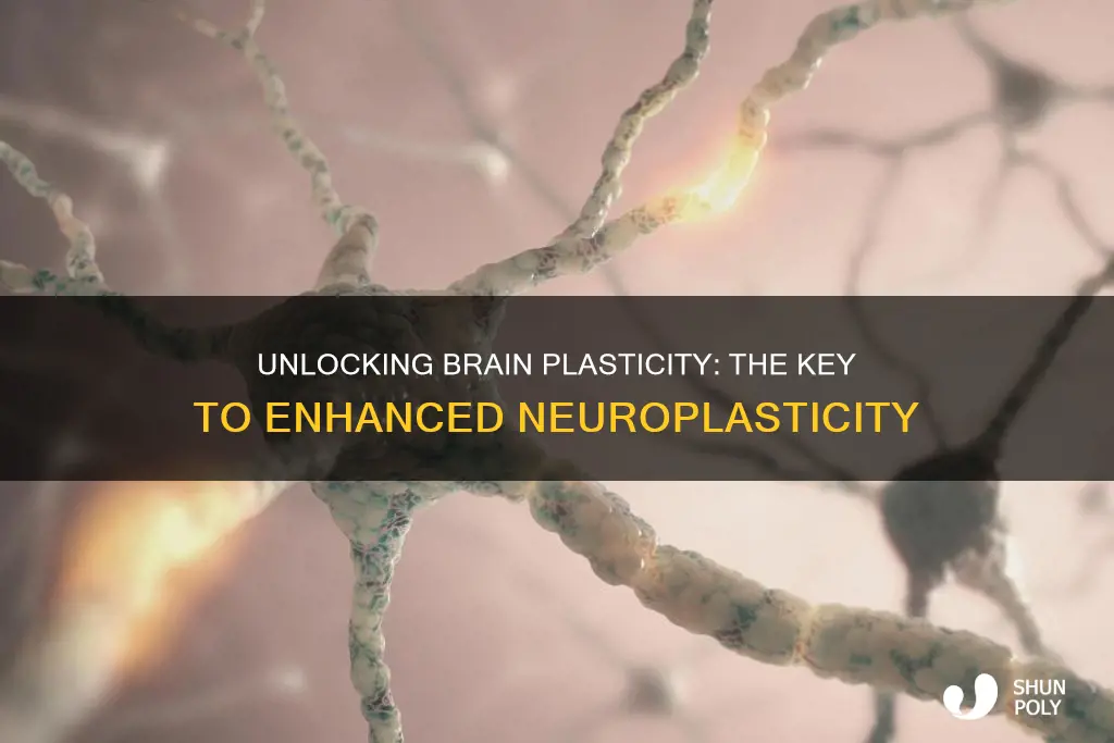 what would increasing brain plasticity do ncbi