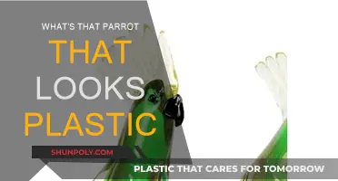 The Plastic-Like Parrot: What's the Species?