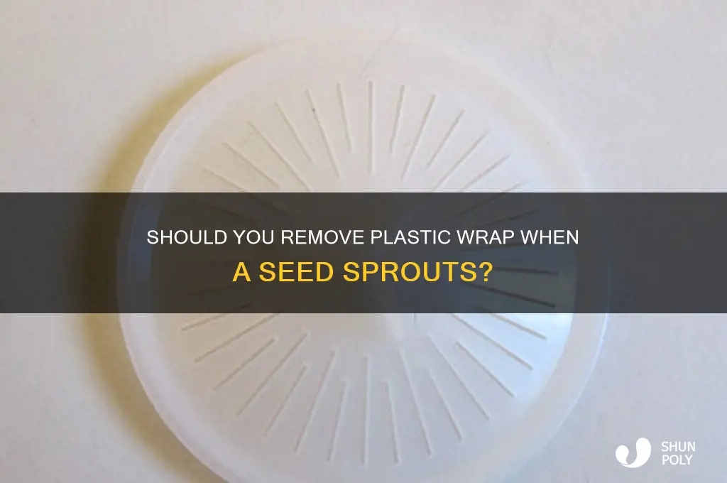 when a seed sprouts do i remove the plastic wrap