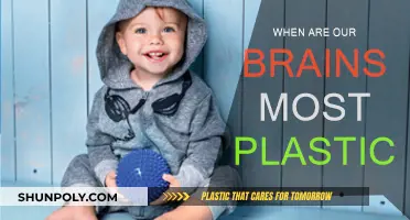 The Brain's Plasticity: When Does It Peak?