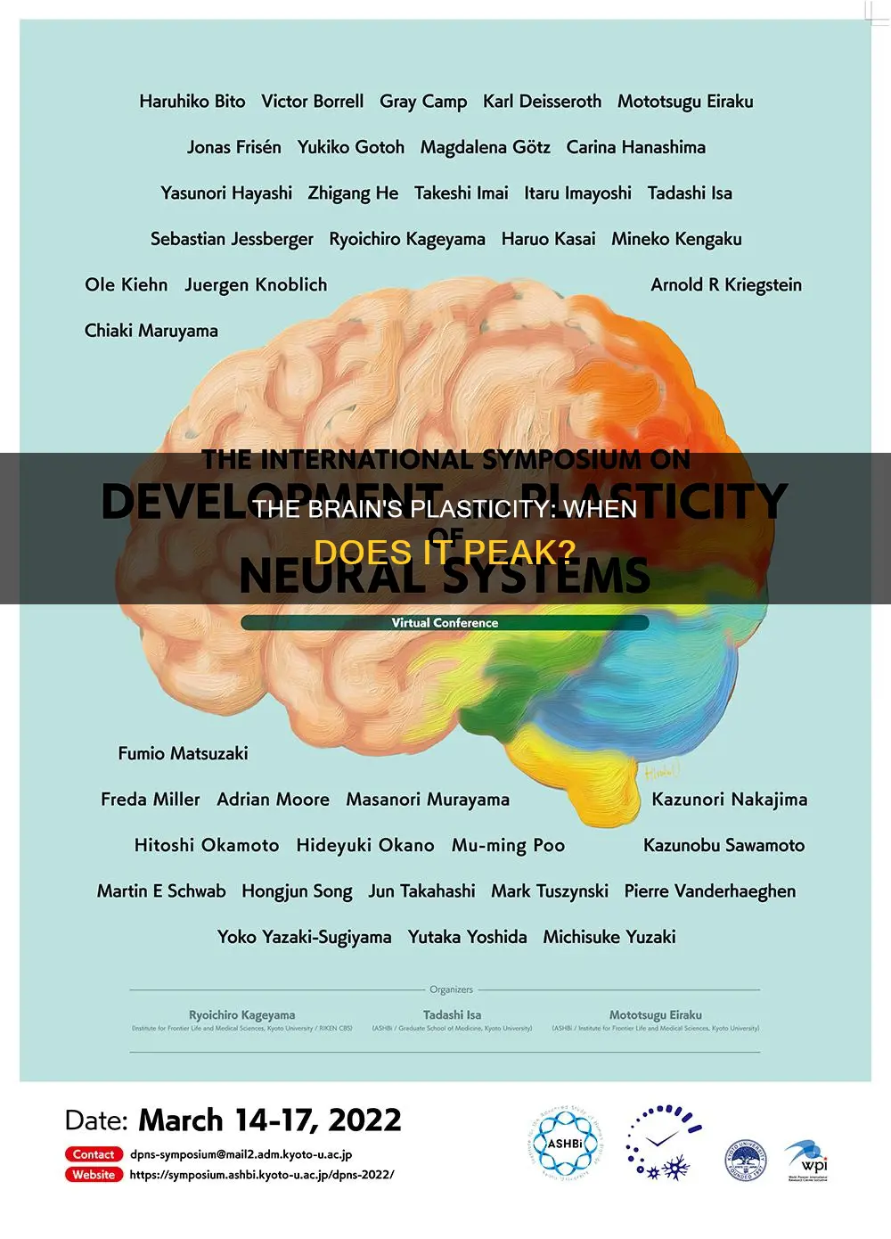 when are our brains most plastic