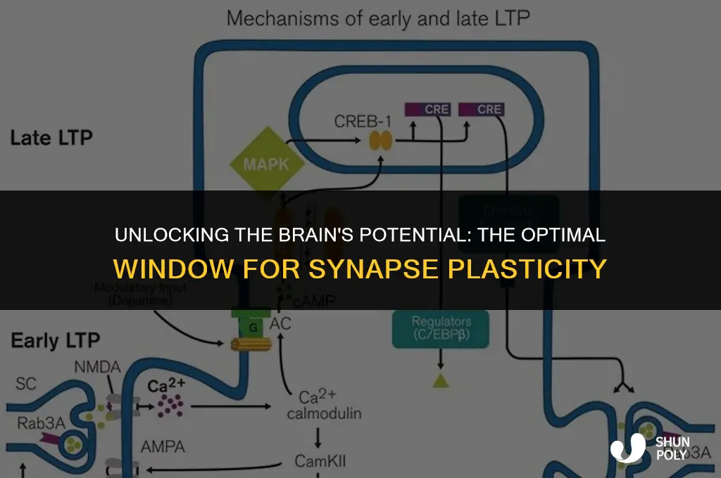 when are synapses most plastic