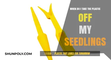 Seedling Care: The Optimal Time to Remove Plastic Covers