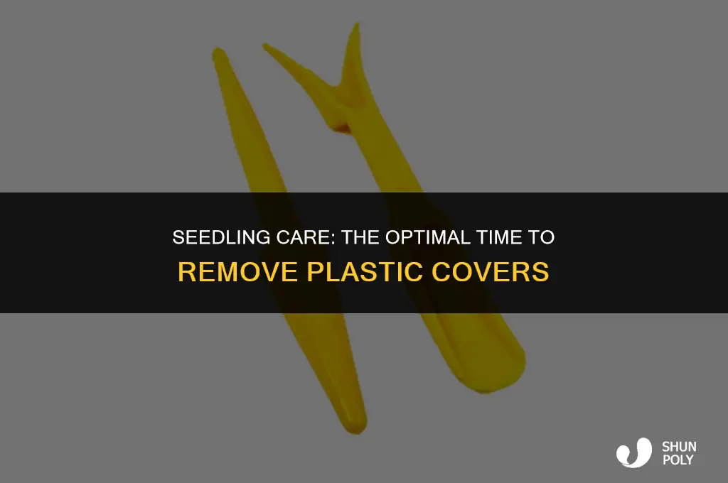 when do i take the plastic off my seedlings
