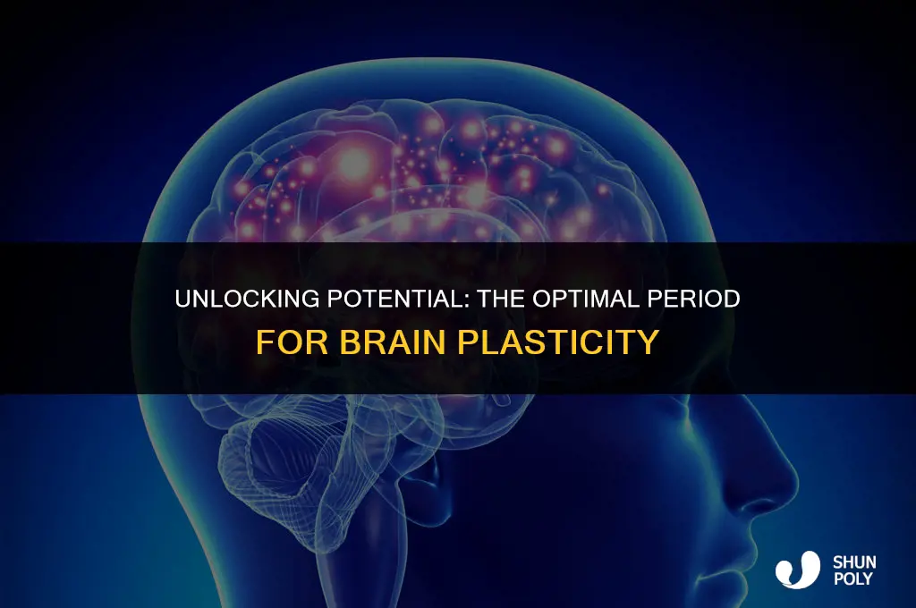 when do we have the most plasticity in our brains