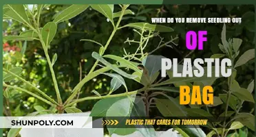 When to Transplant Seedlings: Removing Them from Plastic Bags
