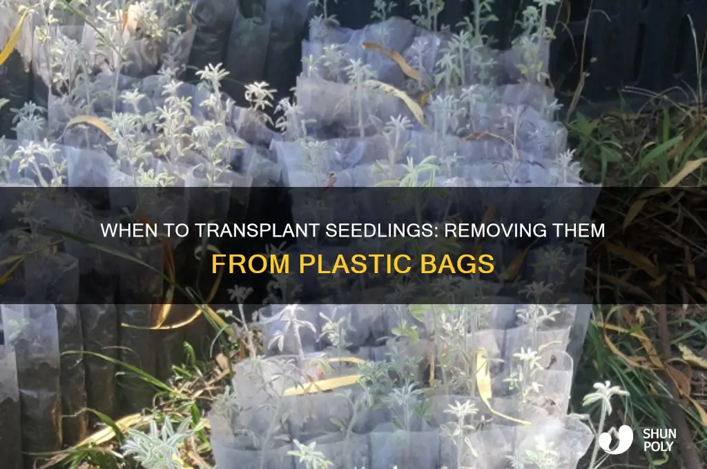 when do you remove seedling out of plastic bag