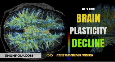 Exploring the Decline of Brain Plasticity: A Comprehensive Guide