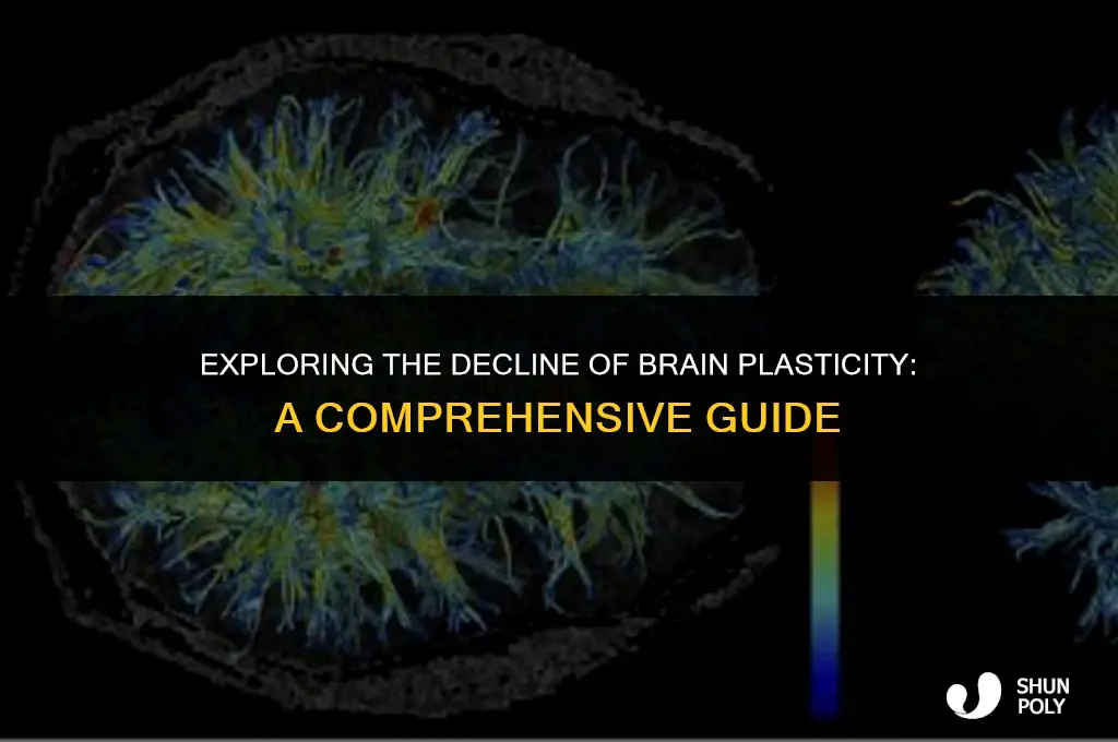 when does brain plasticity decline