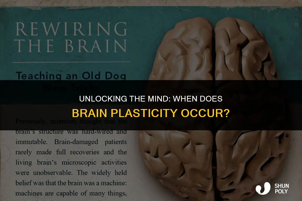 when does brain plasticity occur