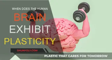 The Brain's Plasticity: A Window of Opportunity