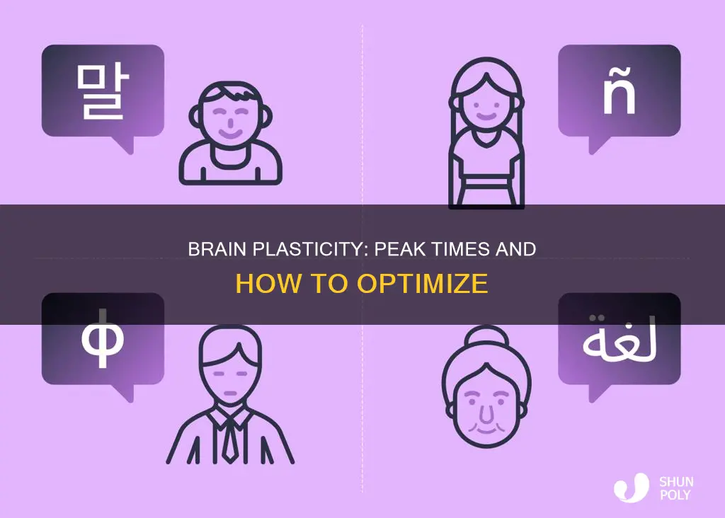 when is brain plasticity at its peak