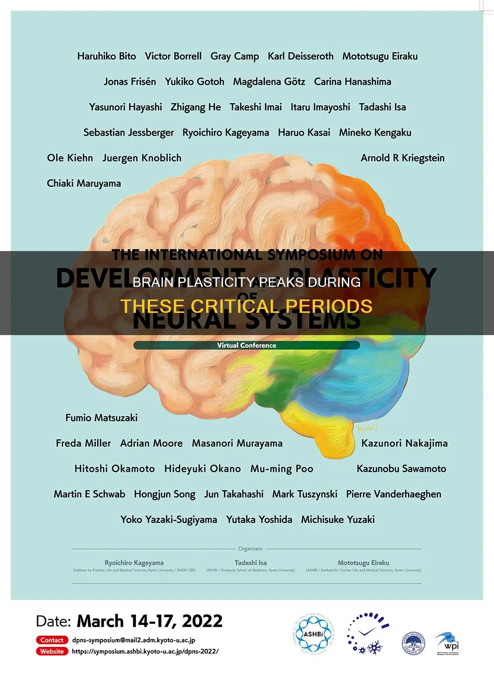 when is brain plasticity the strongest