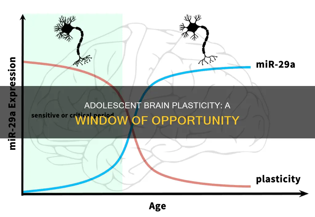 when is the brain most plastic adolescent