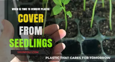 When to Remove Plastic Covers for Healthy Seedling Growth