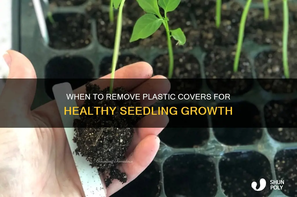 when is time to remove plastic cover from seedlings