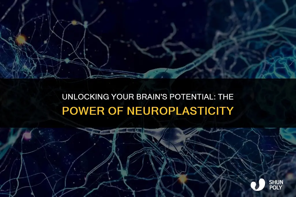 when is your brain plastic