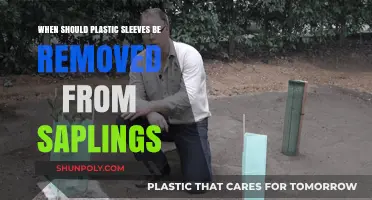 When to Remove Plastic Sleeves from Saplings: A Guide