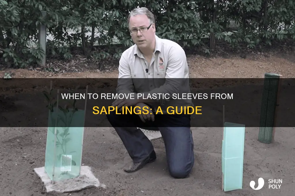 when should plastic sleeves be removed from saplings