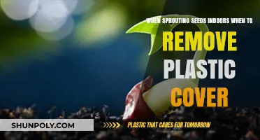 When to Remove Plastic Cover During Indoor Seed Sprouting