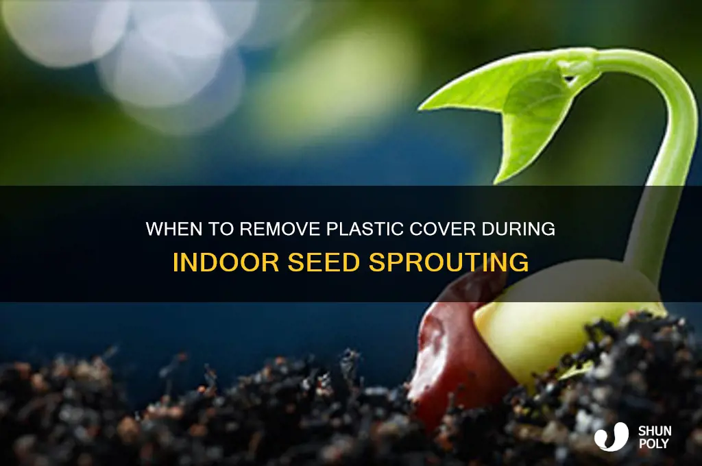 when sprouting seeds indoors when to remove plastic cover