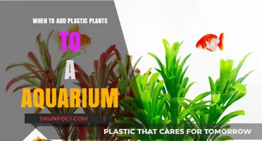 Enhancing Your Aquarium: The Perfect Timing for Plastic Plants