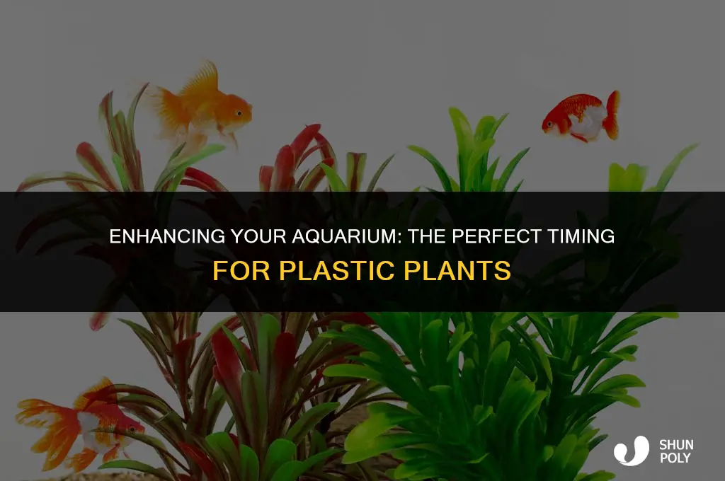 when to add plastic plants to a aquarium