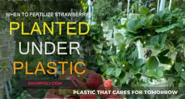 Strawberry Fertilization: Timing for Plastic-Mulched Plants