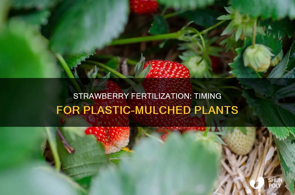 when to fertilize strawberries planted under plastic