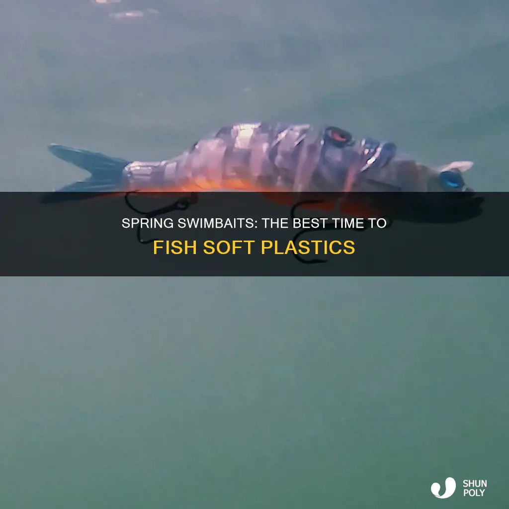 when to fish soft plastic swimbaits