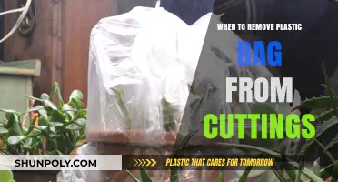 When to Remove Plastic Bags from Plant Cuttings: A Guide