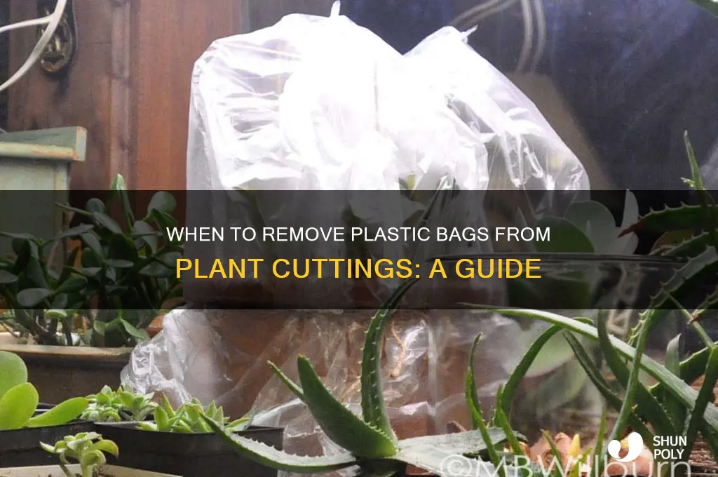 when to remove plastic bag from cuttings