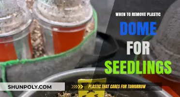 When to Remove Plastic Domes for Seedlings: A Growth Guide