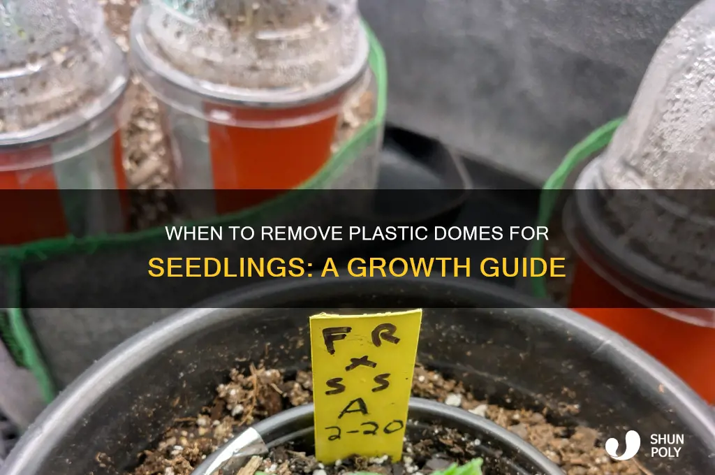 when to remove plastic dome for seedlings