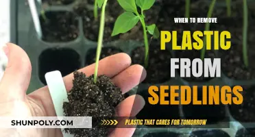 When to Remove Plastic from Seedlings: A Guide for Healthy Growth