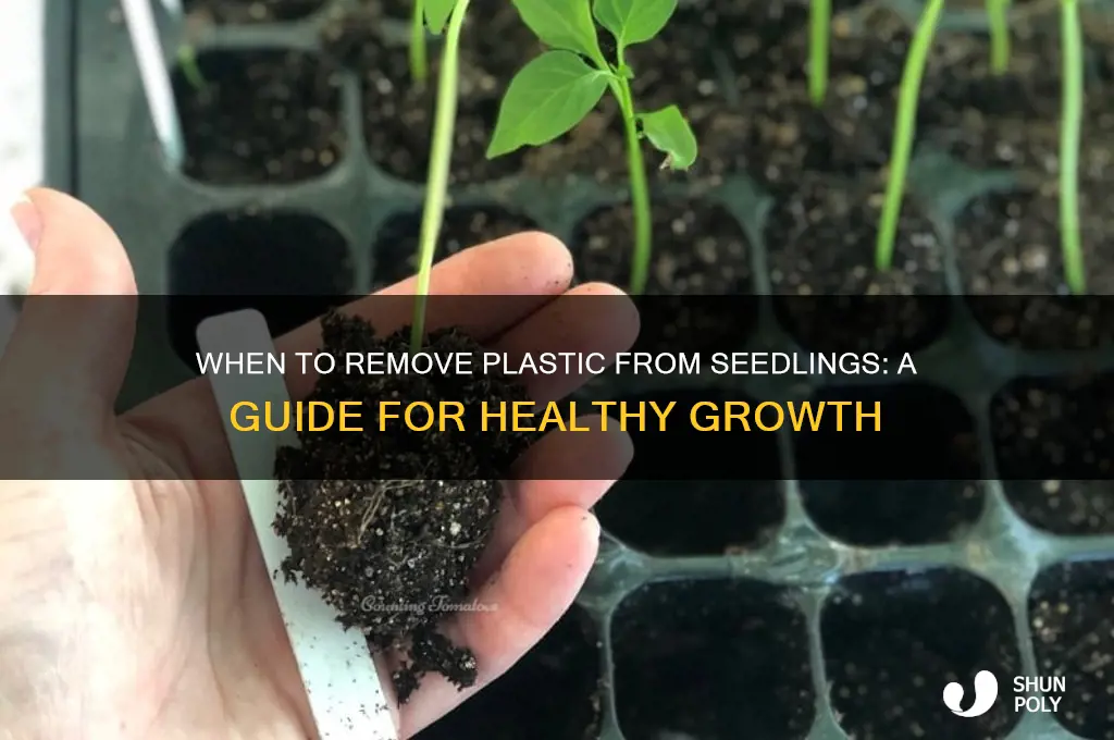 when to remove plastic from seedlings