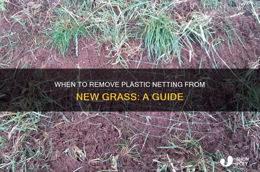 when to remove plastic netting from new grass