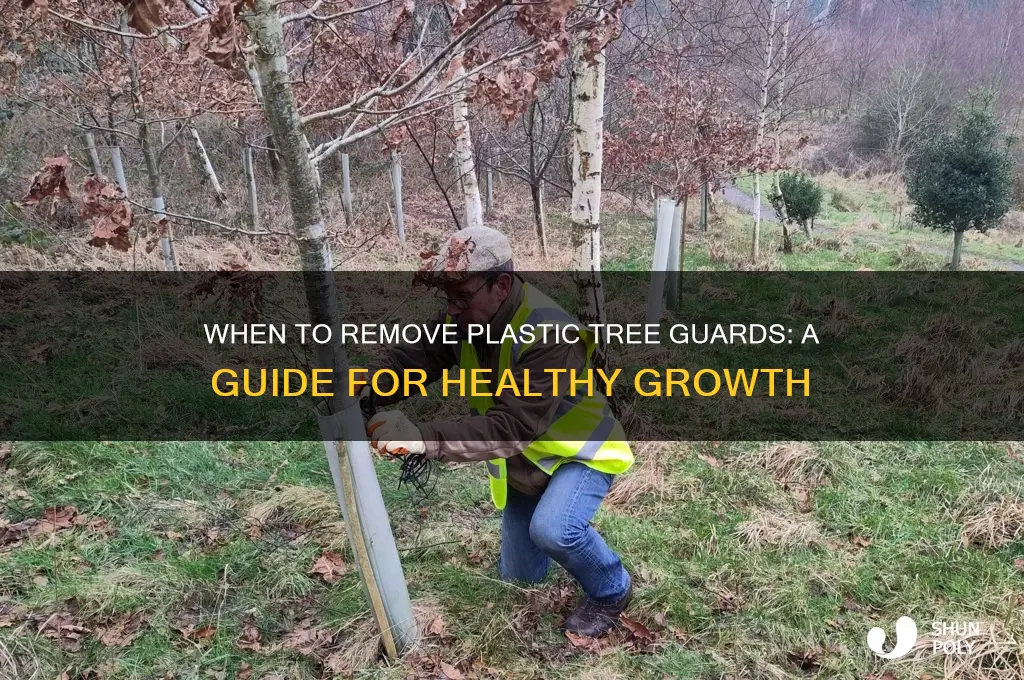 when to remove plastic tree guards