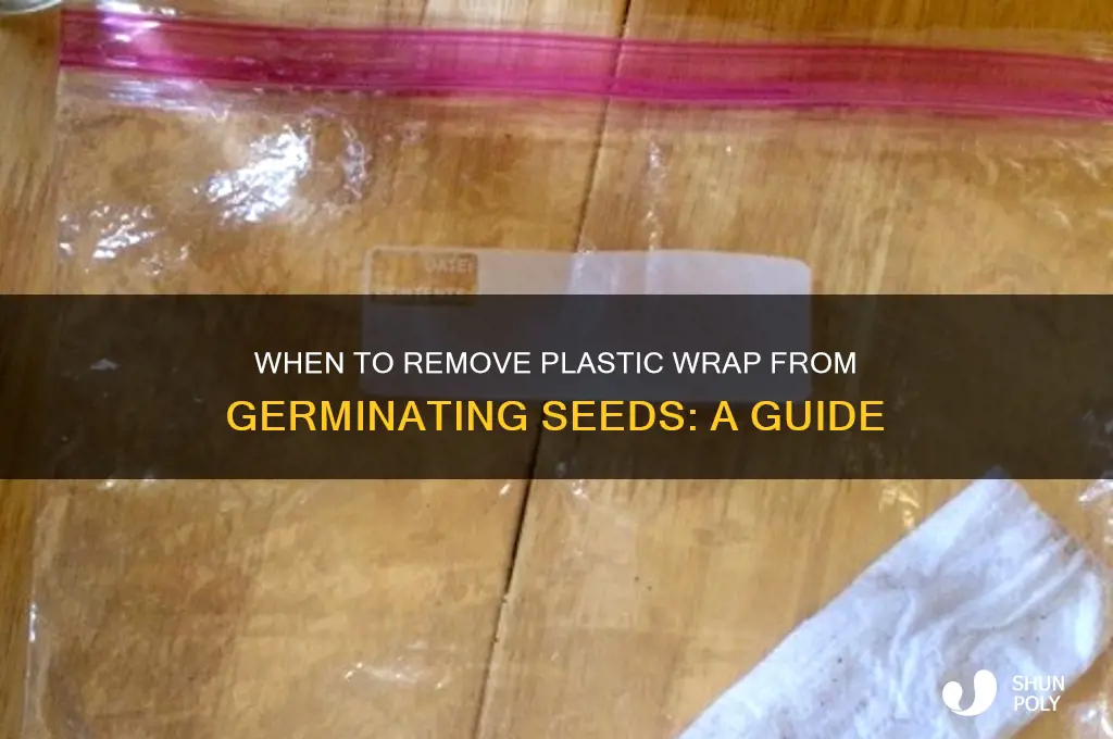 when to remove plastic wrap from germinating seeds