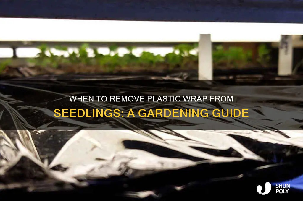 when to remove plastic wrap from seedlings