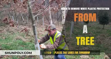 When to Remove Tree Guards: Protecting Your Trees Effectively