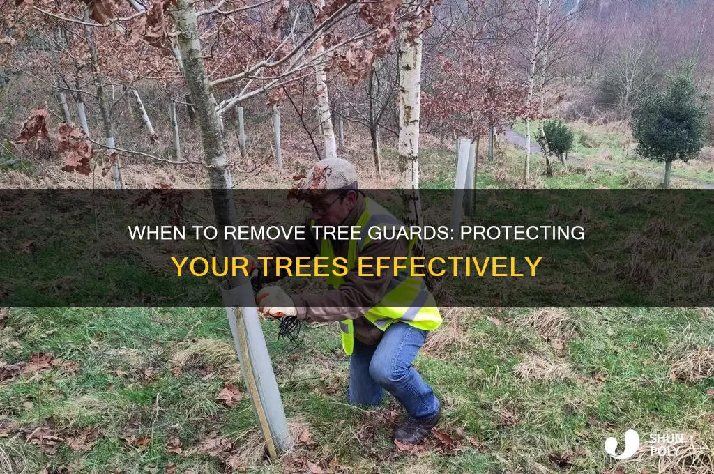when to remove white plastic protection from a tree