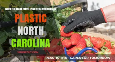 Optimizing Strawberry Fertilization on Plastic in North Carolina