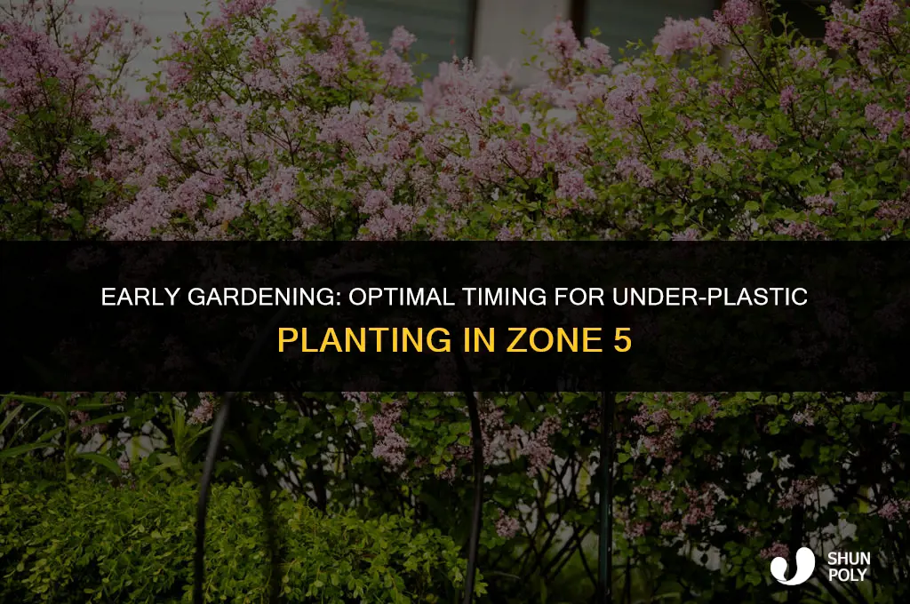 when to start under plastic planting zone 5