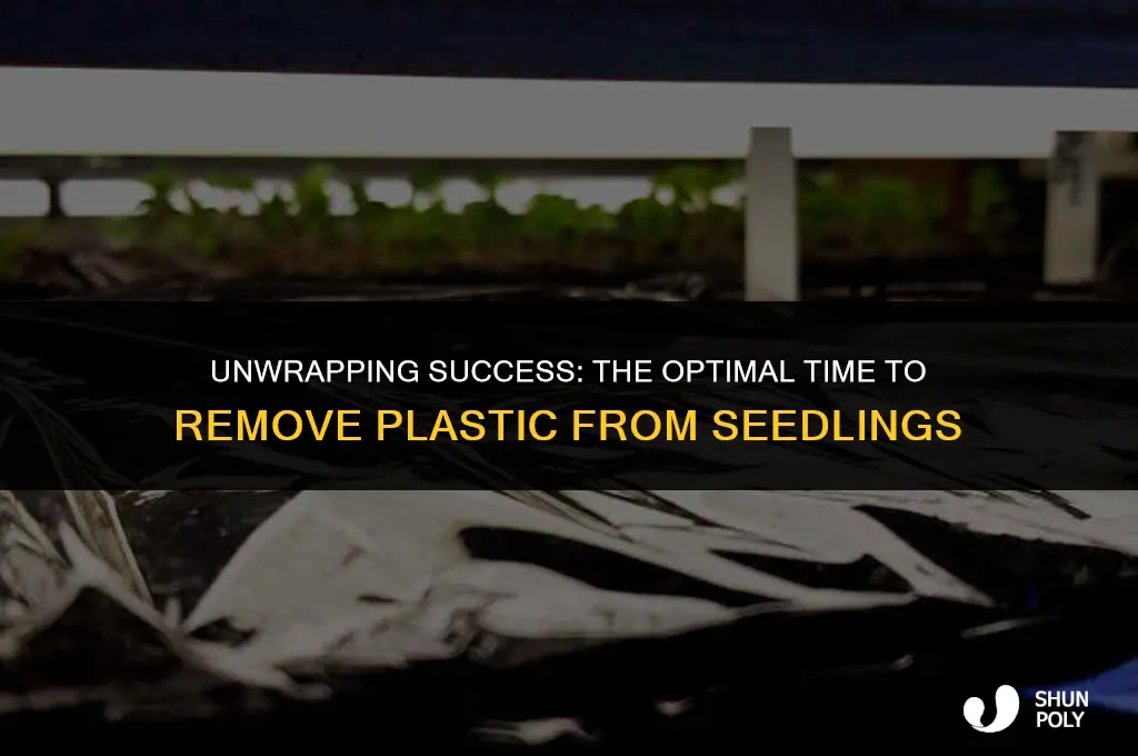 when to take plastic wrap off seedlings