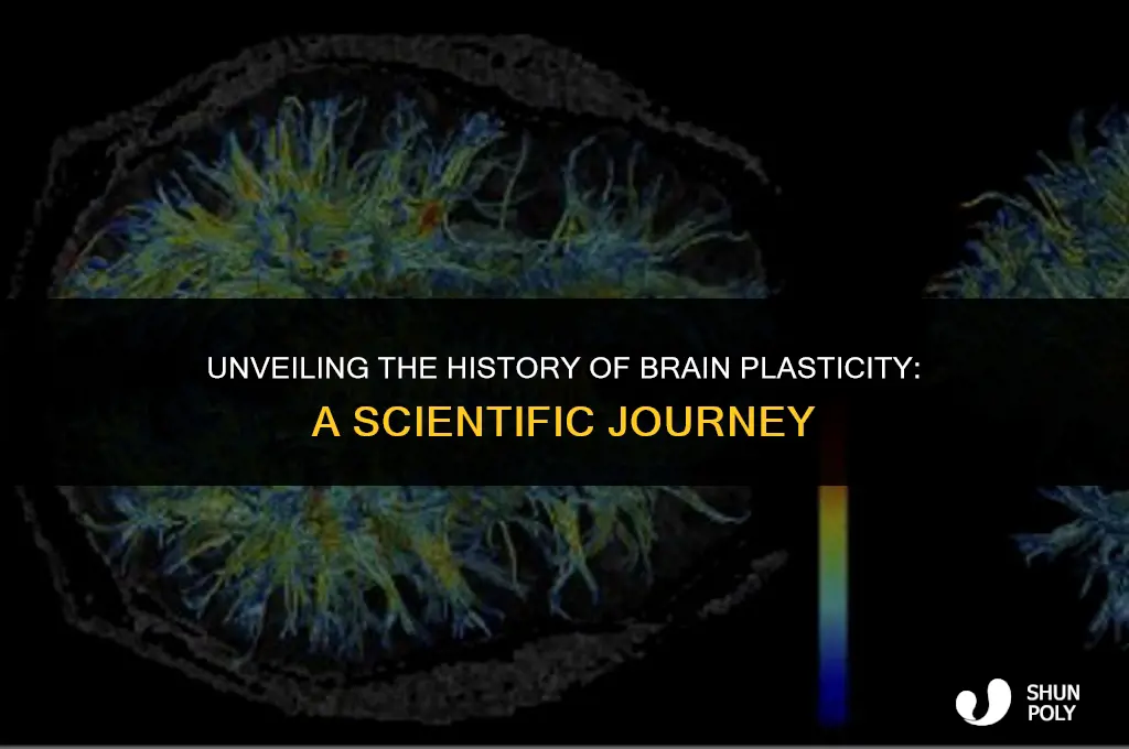 when was brain plasticity discovered