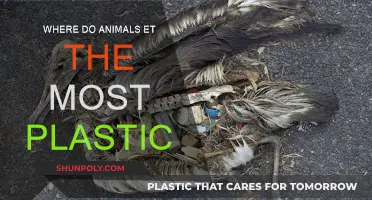 Plastic Pollution: Animals and Their Most Toxic Meals