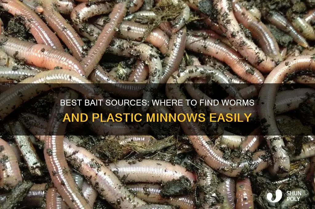 where do i get worms and plastic minnows