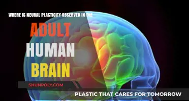Exploring Neural Plasticity in the Adult Human Brain: A Comprehensive Guide