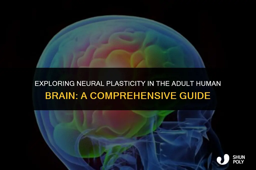 where is neural plasticity observed in the adult human brain